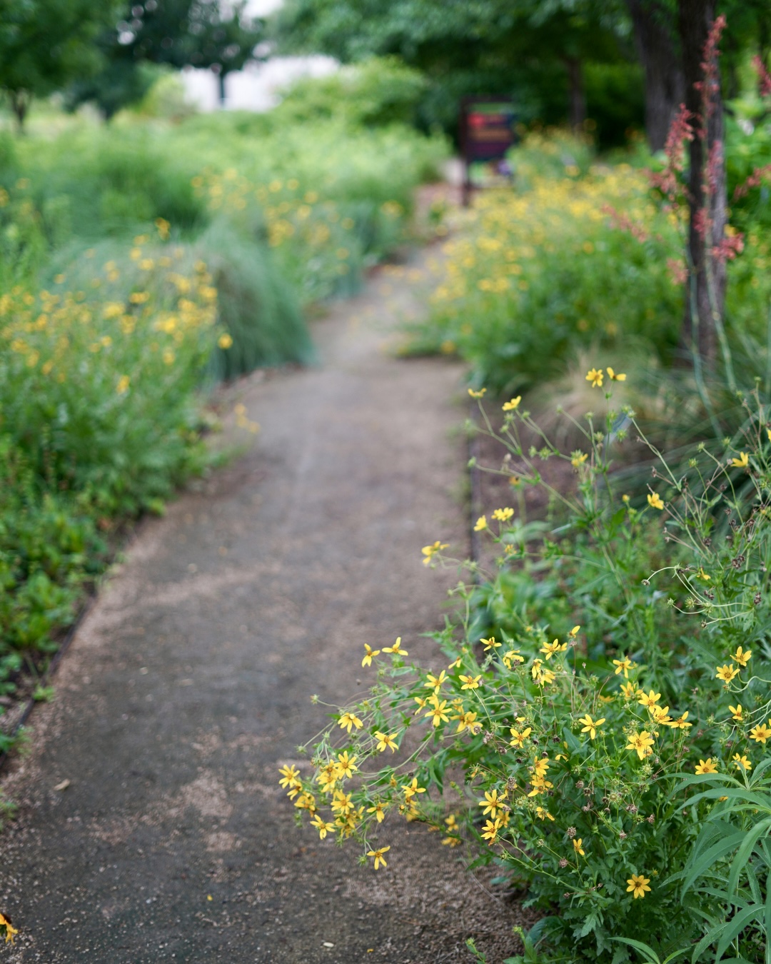 Look to Native Plants for a Drought-Tolerant, Ecosystem-Friendly Garden