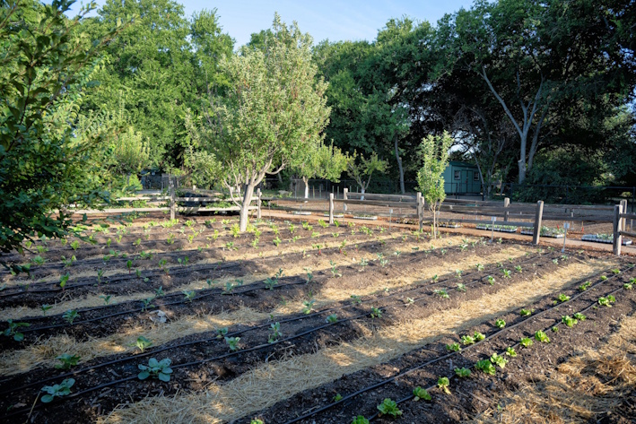 Backyard Veggie Garden Contributes +1,300 Pounds of Organic Produce to Union Gospel Mission