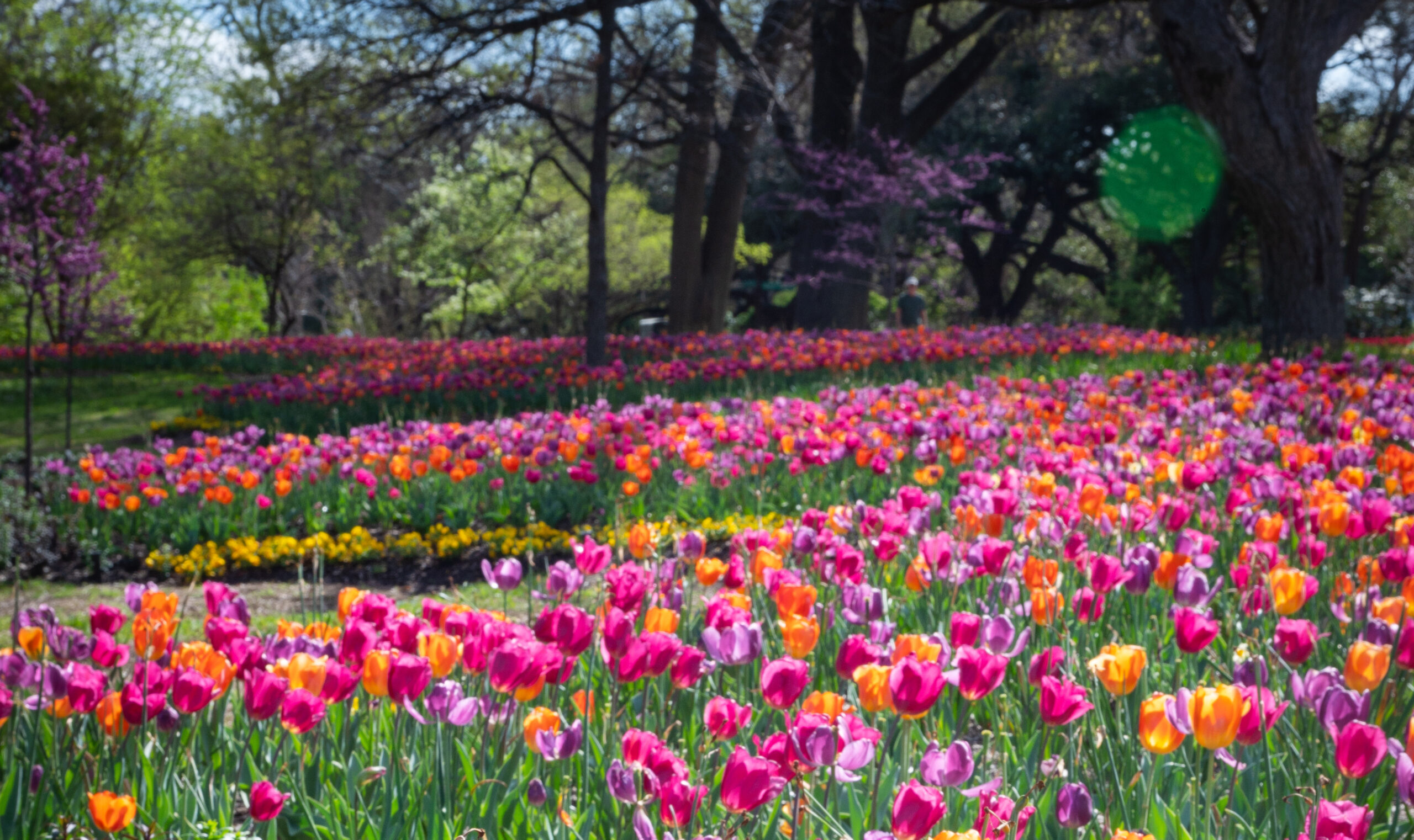 Plan Now for Bountiful Bulbs Next Spring