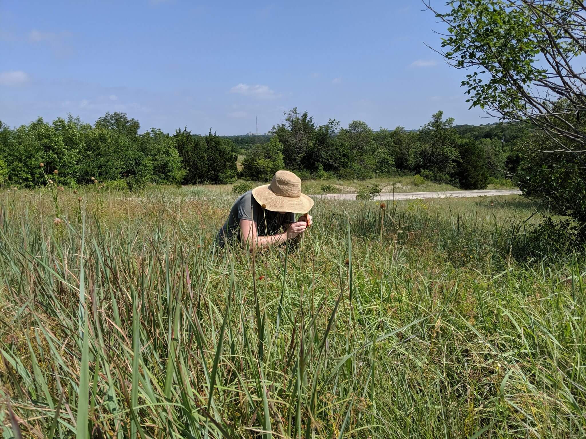 BRIT Conservationists Work with Developers and Landowners to Rescue Threatened Plants One Seed at a Time
