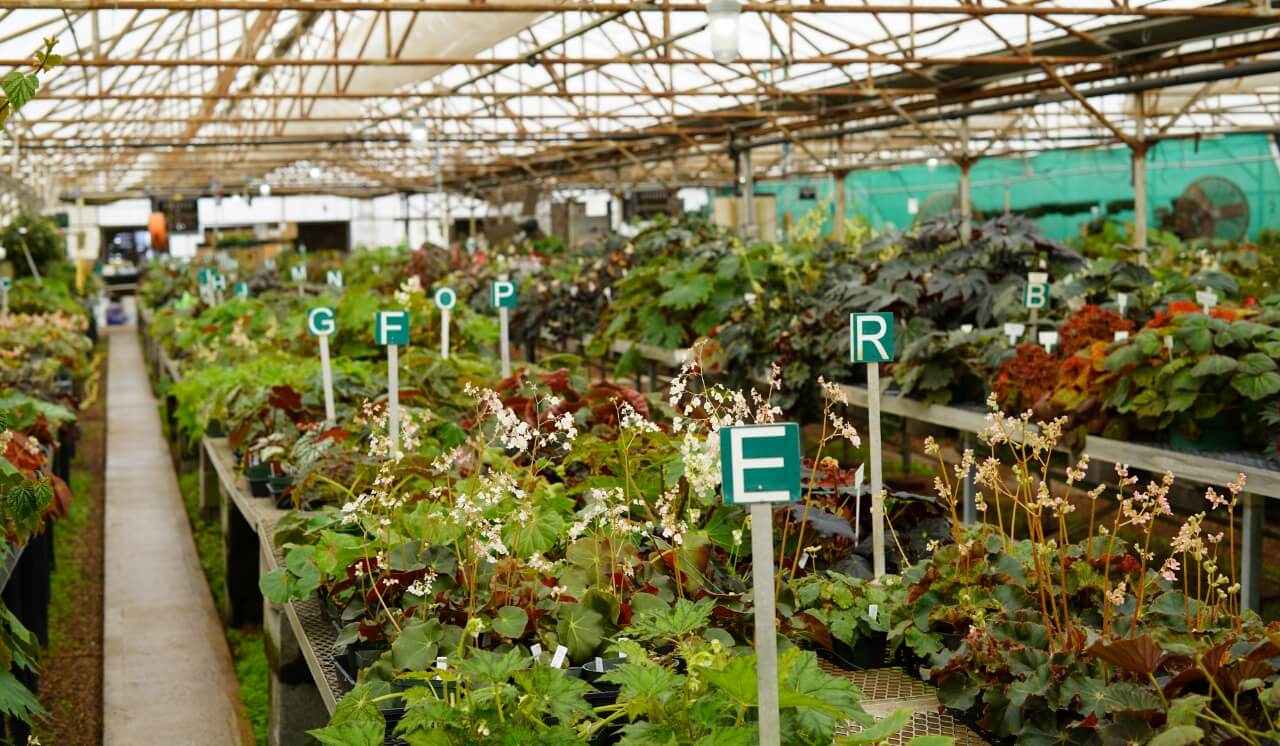 Begonia Species Bank Tour: April