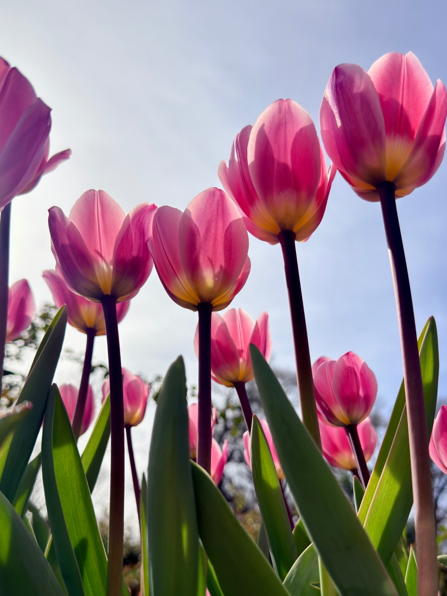 Members-Only: Free Mother’s Day Photos