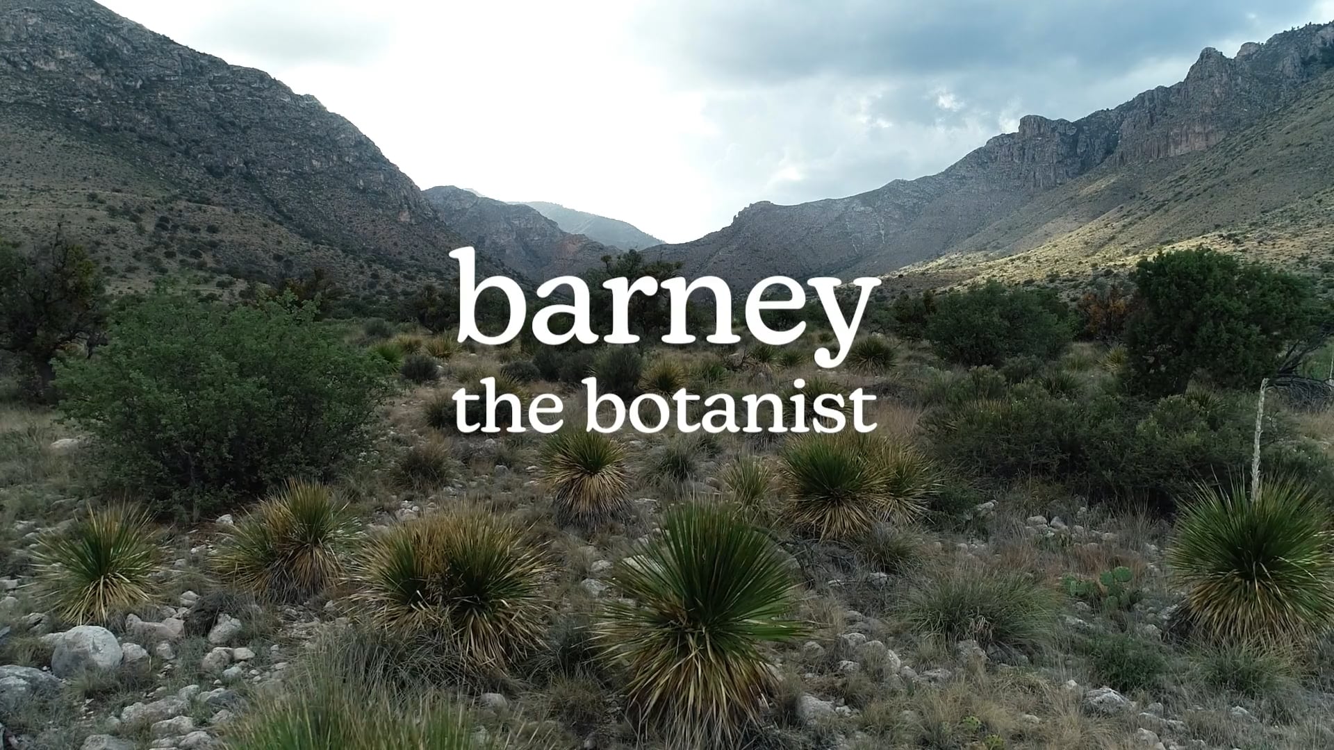 Celebrating Barney Lipscomb’s 50 Years in Botany