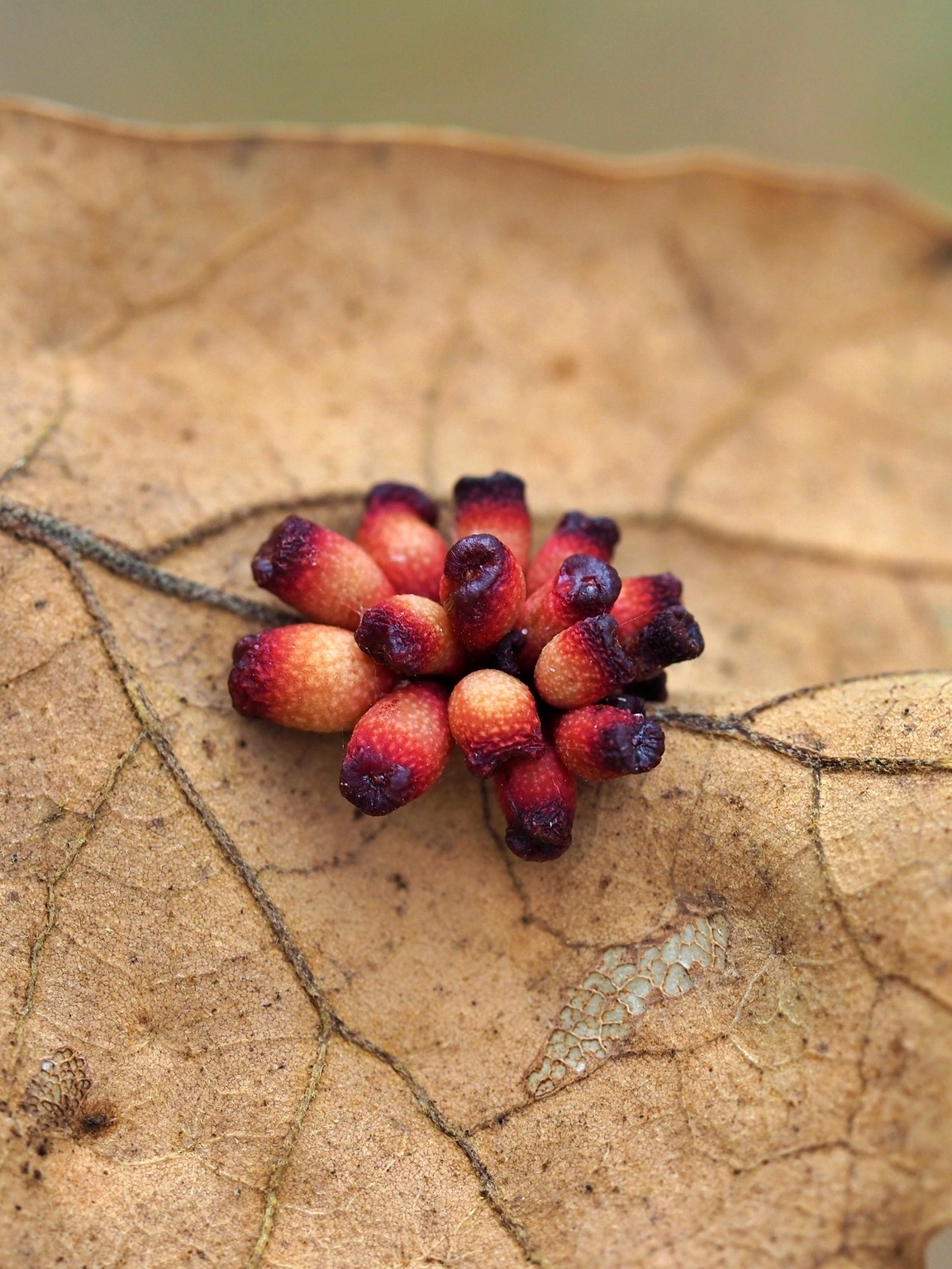 168体彩网®澳洲5彩票官方预测结果体彩-2026澳洲幸运五官方网站-Lunchtime Lecture: Galls, Let’s Get Curiously Addicted!