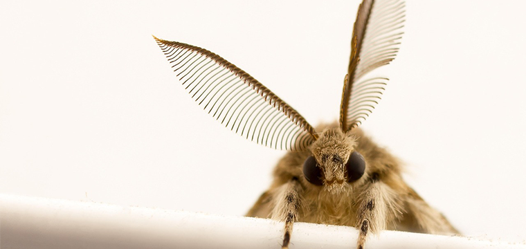 Beyond Butterflies: Discovering Moths