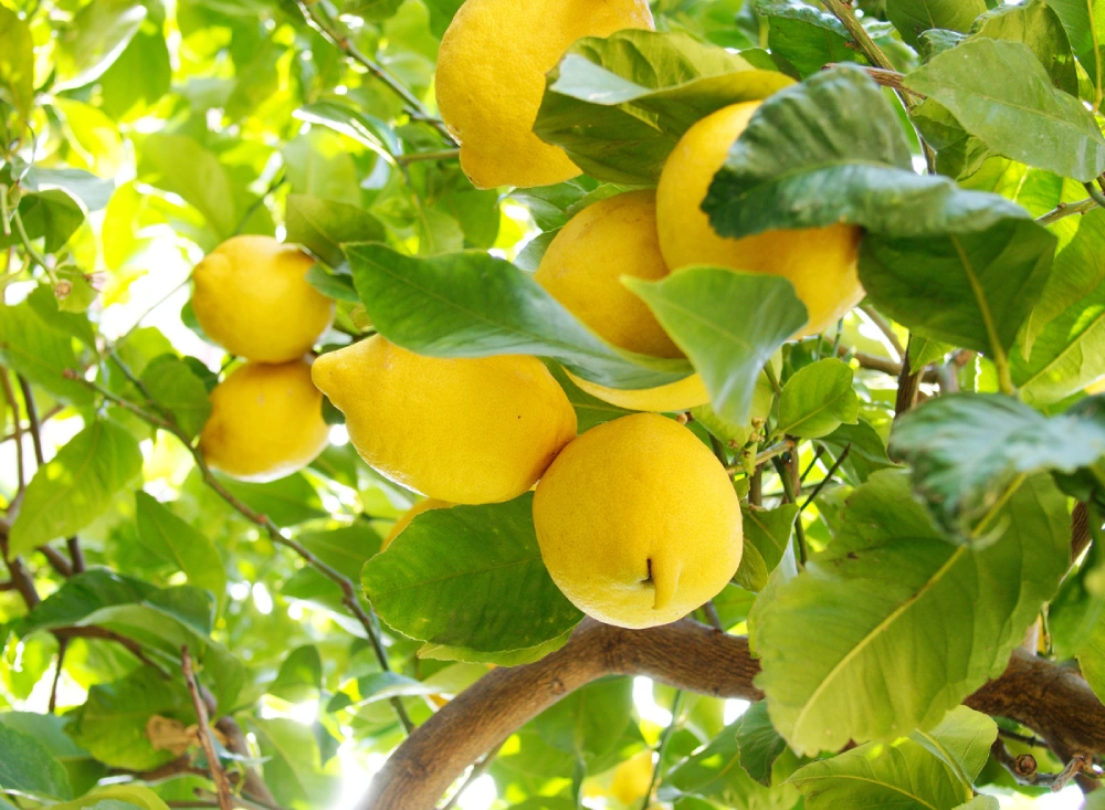 Welcome to the Wonderful World of Citrus Trees