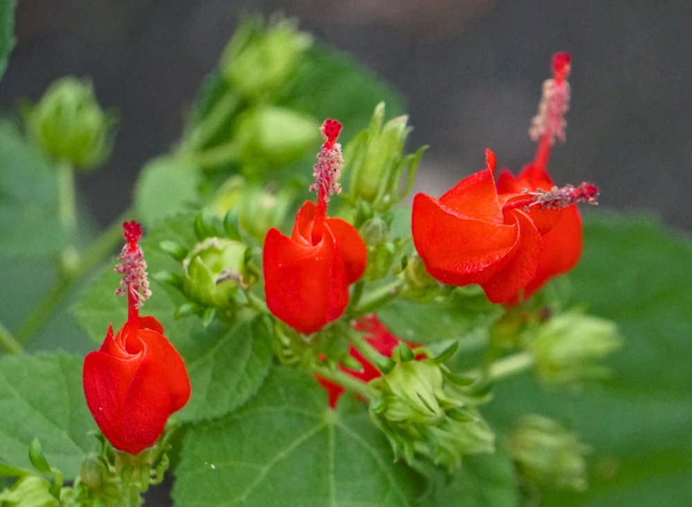 Bring on the Bees, Butterflies and Hummingbirds with these Plants for Pollinators