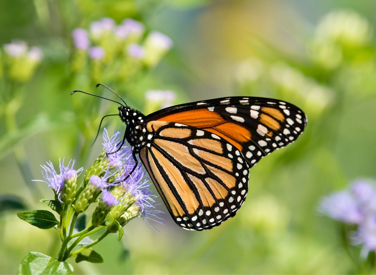 Attract Butterflies to Your Garden with Plants for Pollinators
