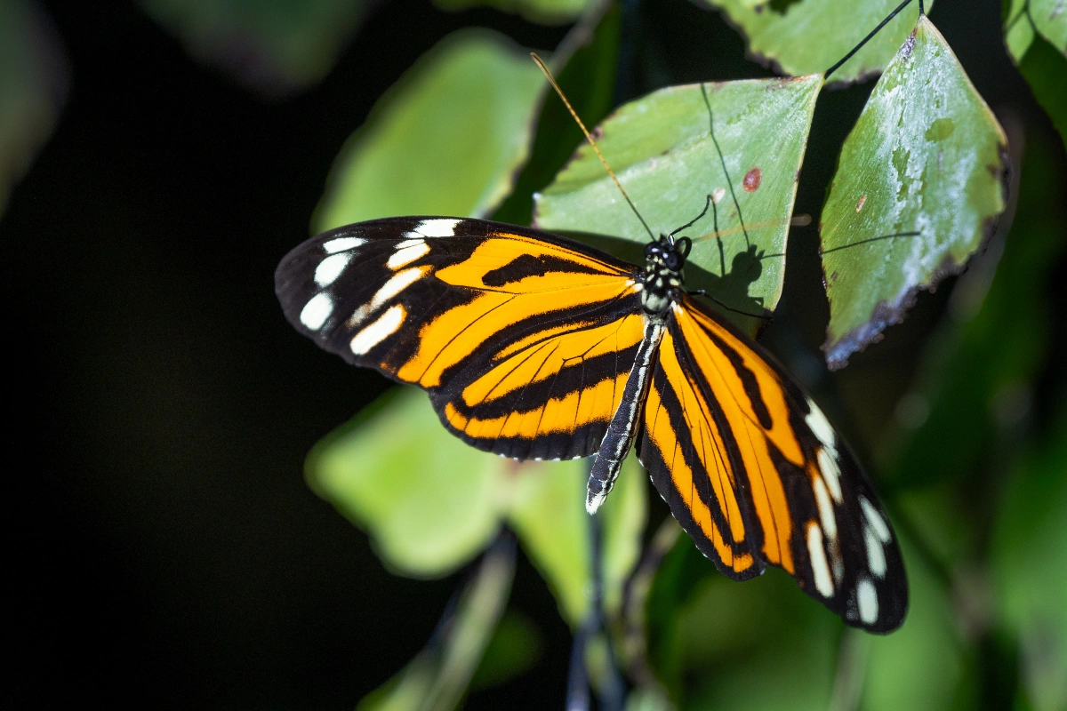 Members-Only: Free Butterflies in the Garden Hours – April 17