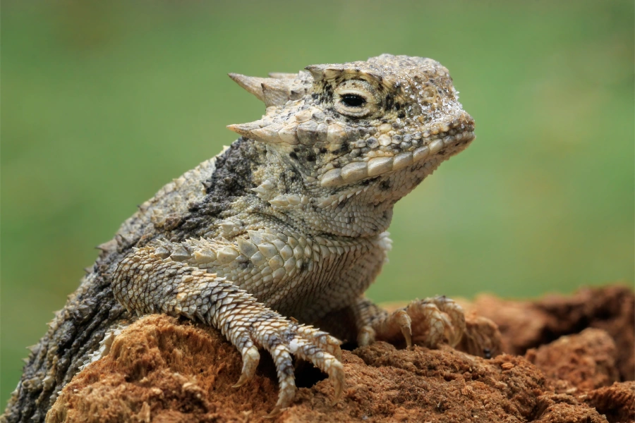 S.E.E.D. Camp: Texas Native Treasures (Ages 6-7) – Session 1